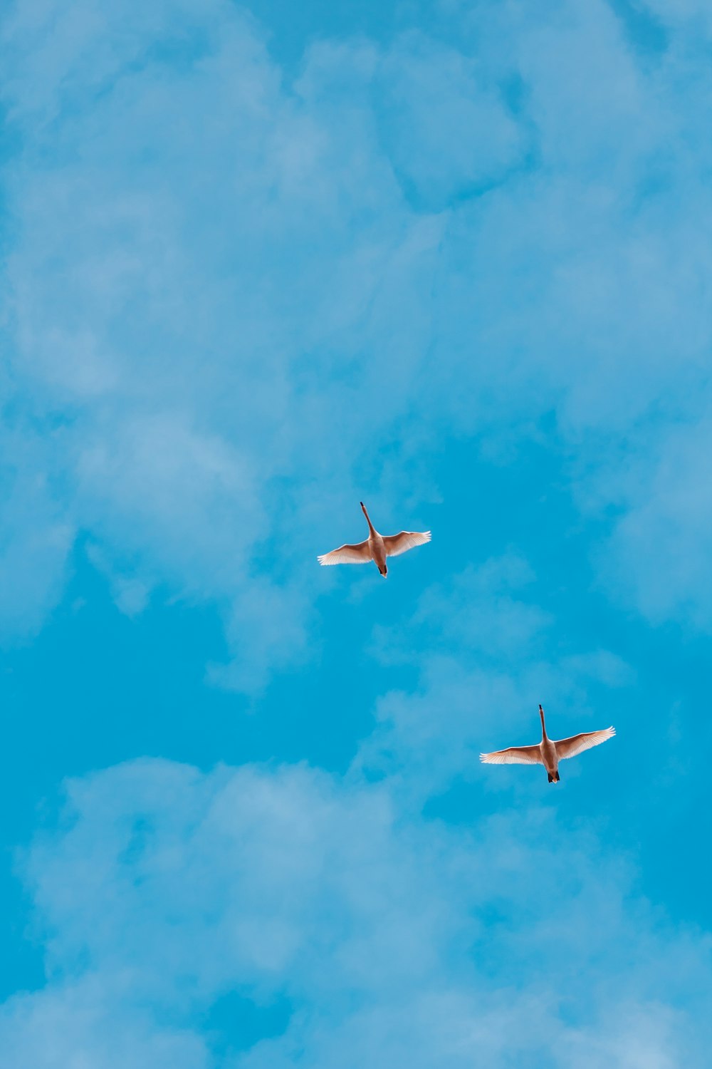 空に浮かぶ白と赤の飛行機