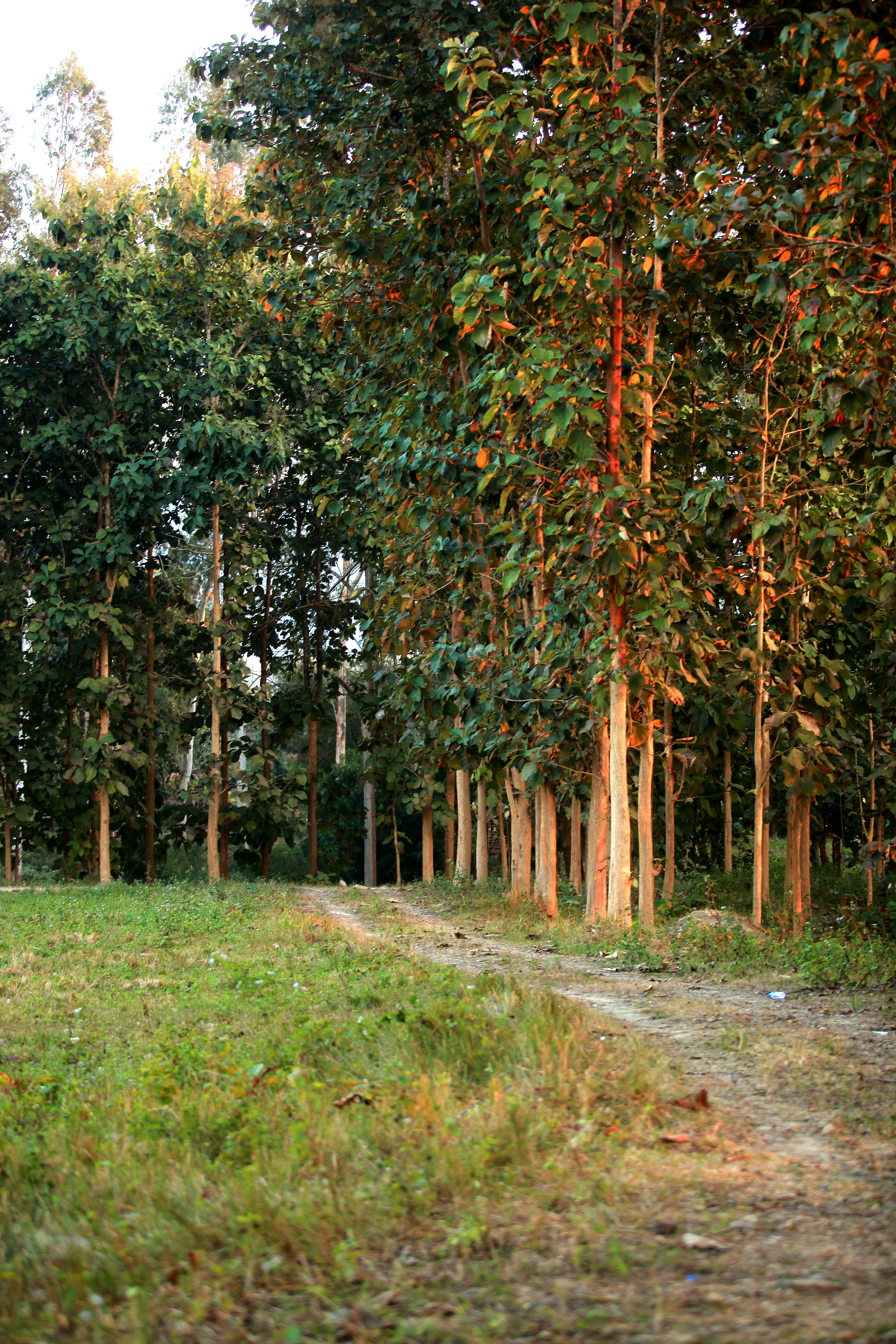 Snowy Finnish landscape