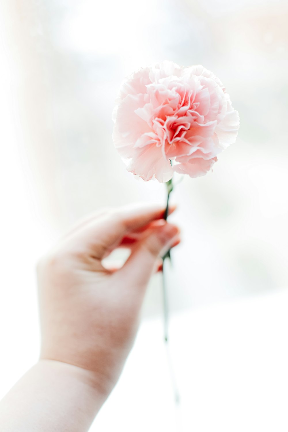 person holding pink rose in close up photography