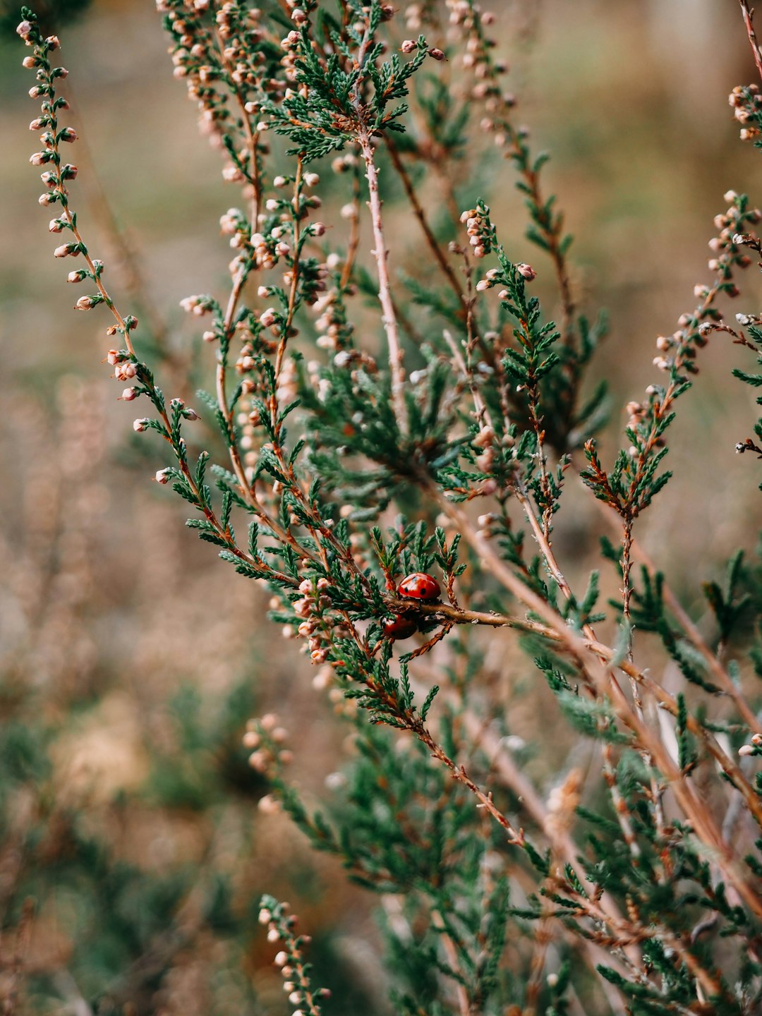 red and black ladybug on brown plant stem
