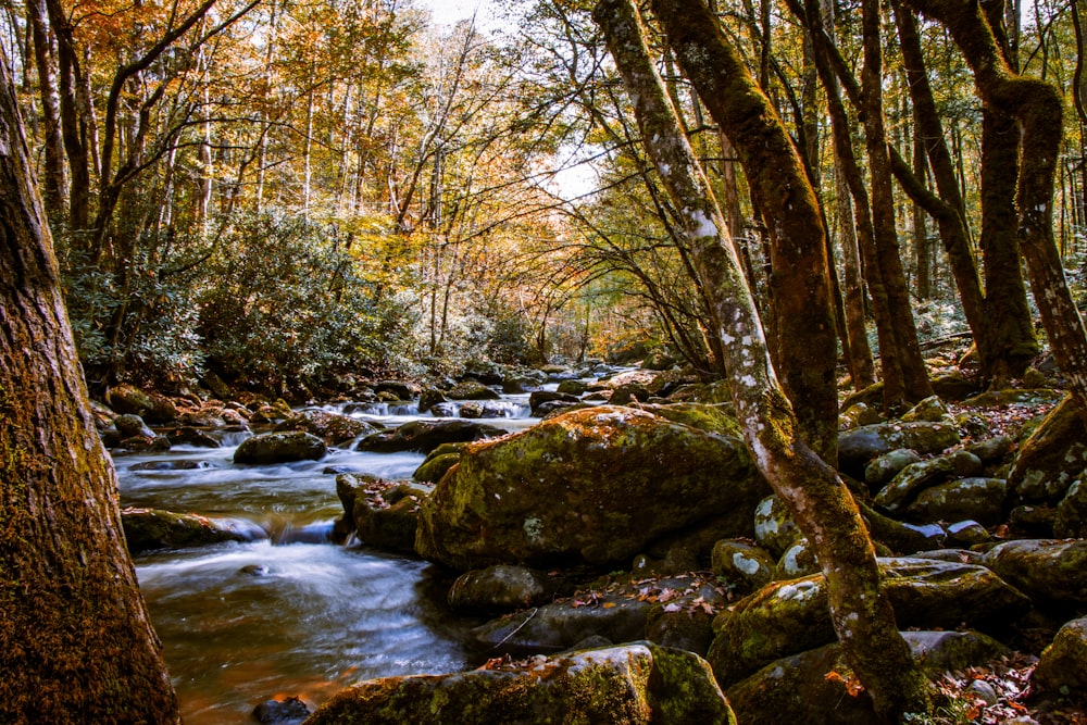 river in the middle of trees