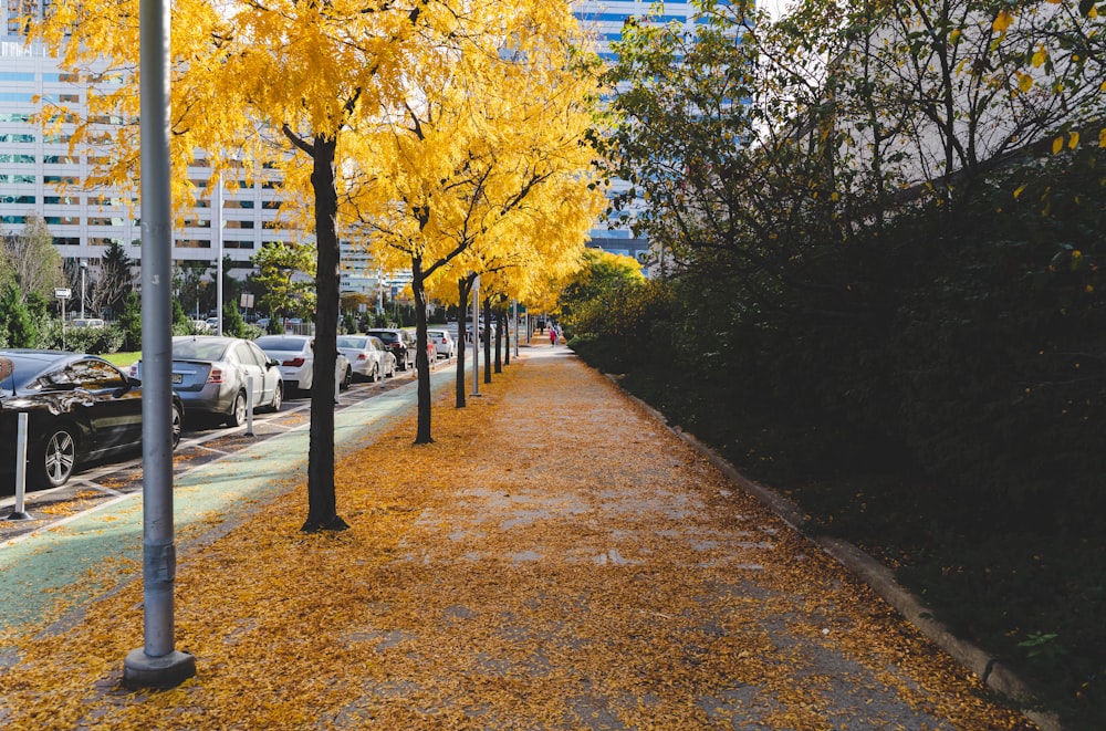 brown pathway between yellow leaf trees during daytime