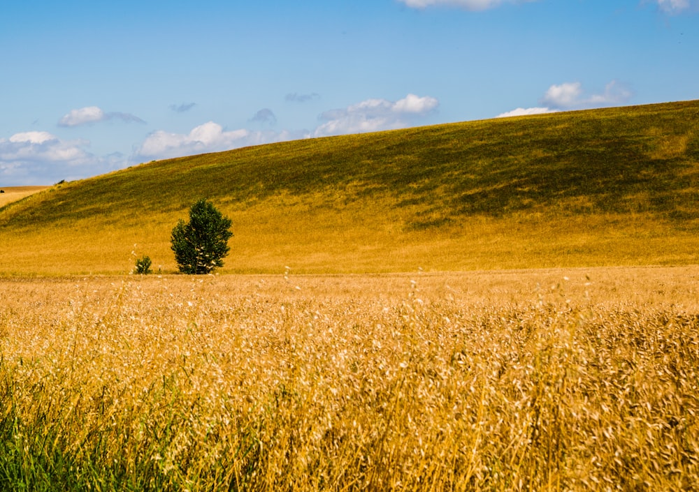 brown grass field under blue sky during daytime