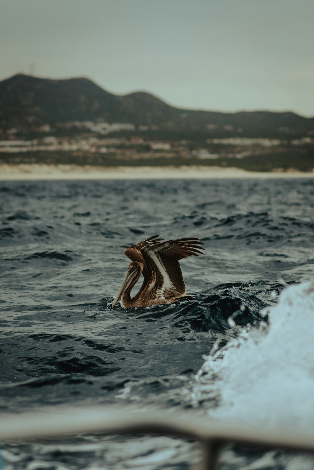 brown pelican on body of water during daytime