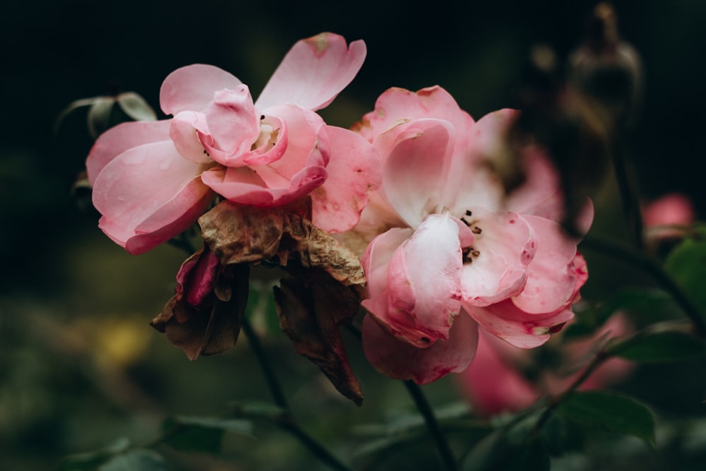 pink flower in tilt shift lens