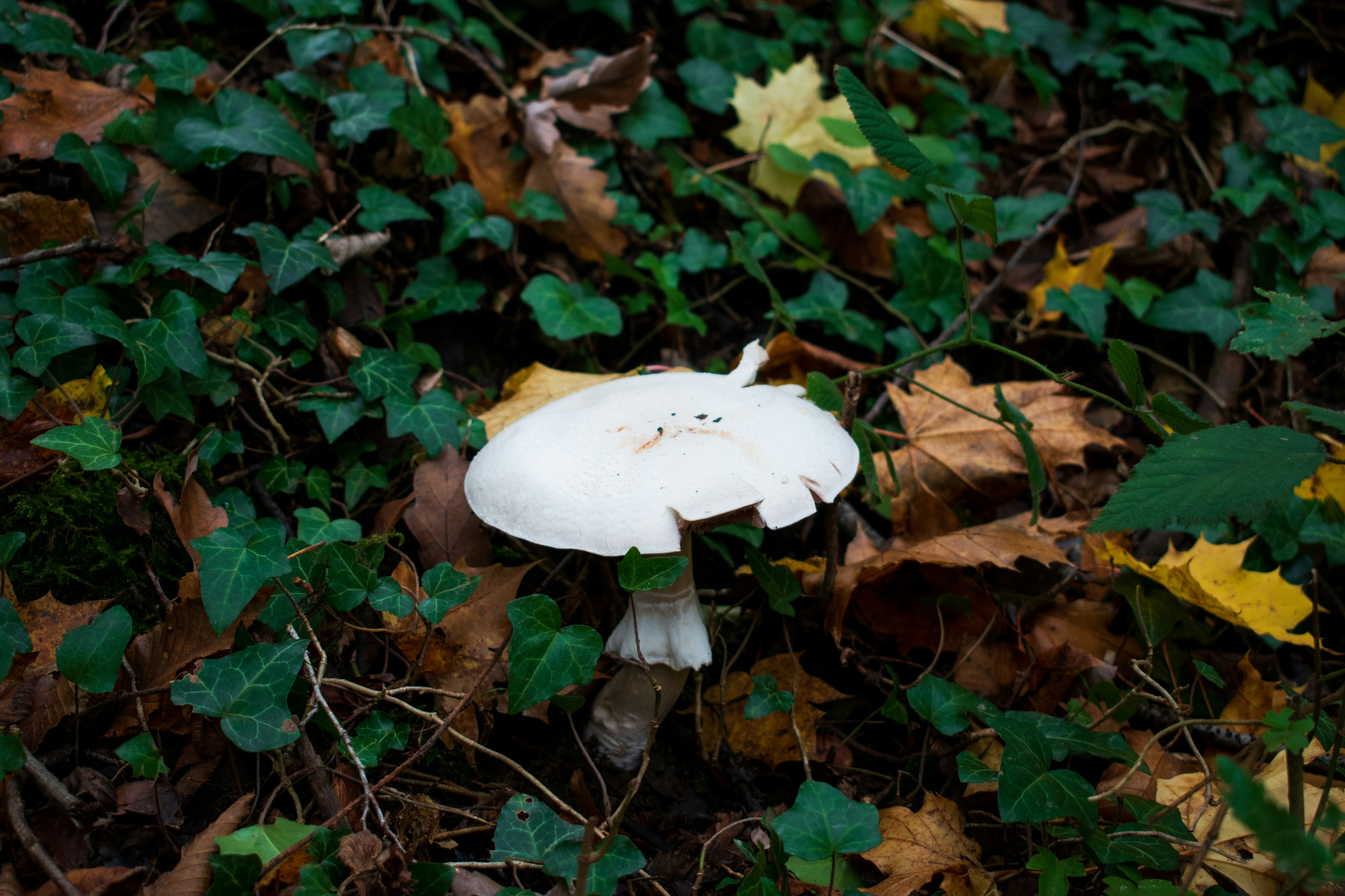 cogumelo branco na grama verde