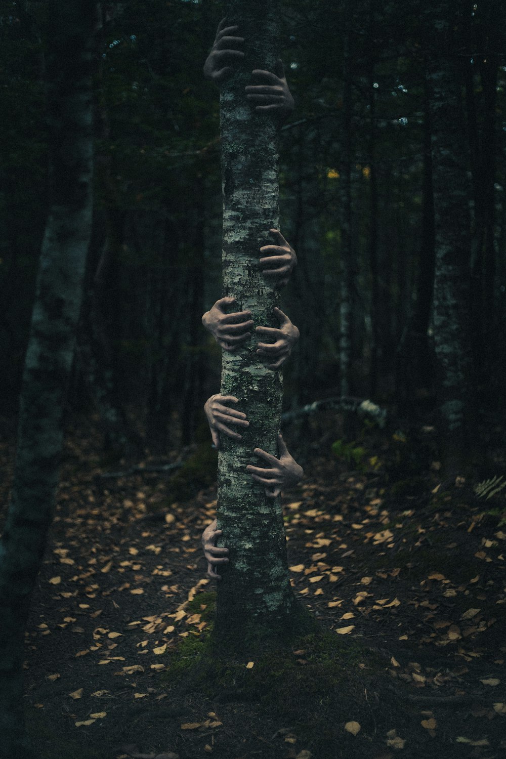 brown tree trunk on forest during daytime