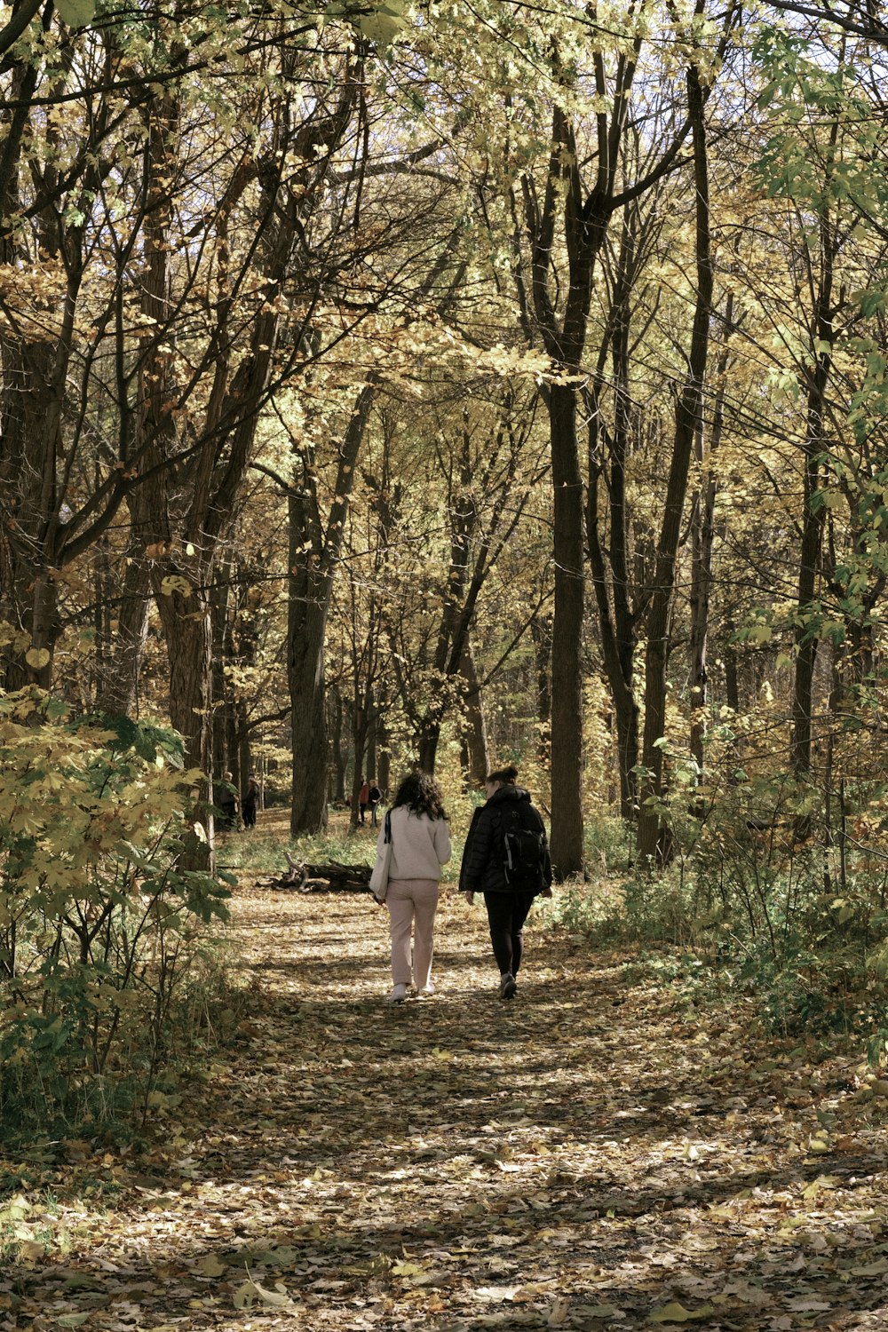 昼間、木々の間の小道を歩く黒いジャケットの女性