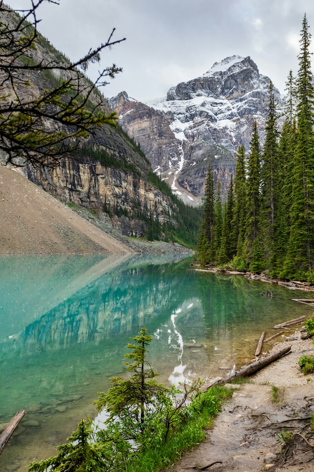 arbres verts près du lac et de la montagne