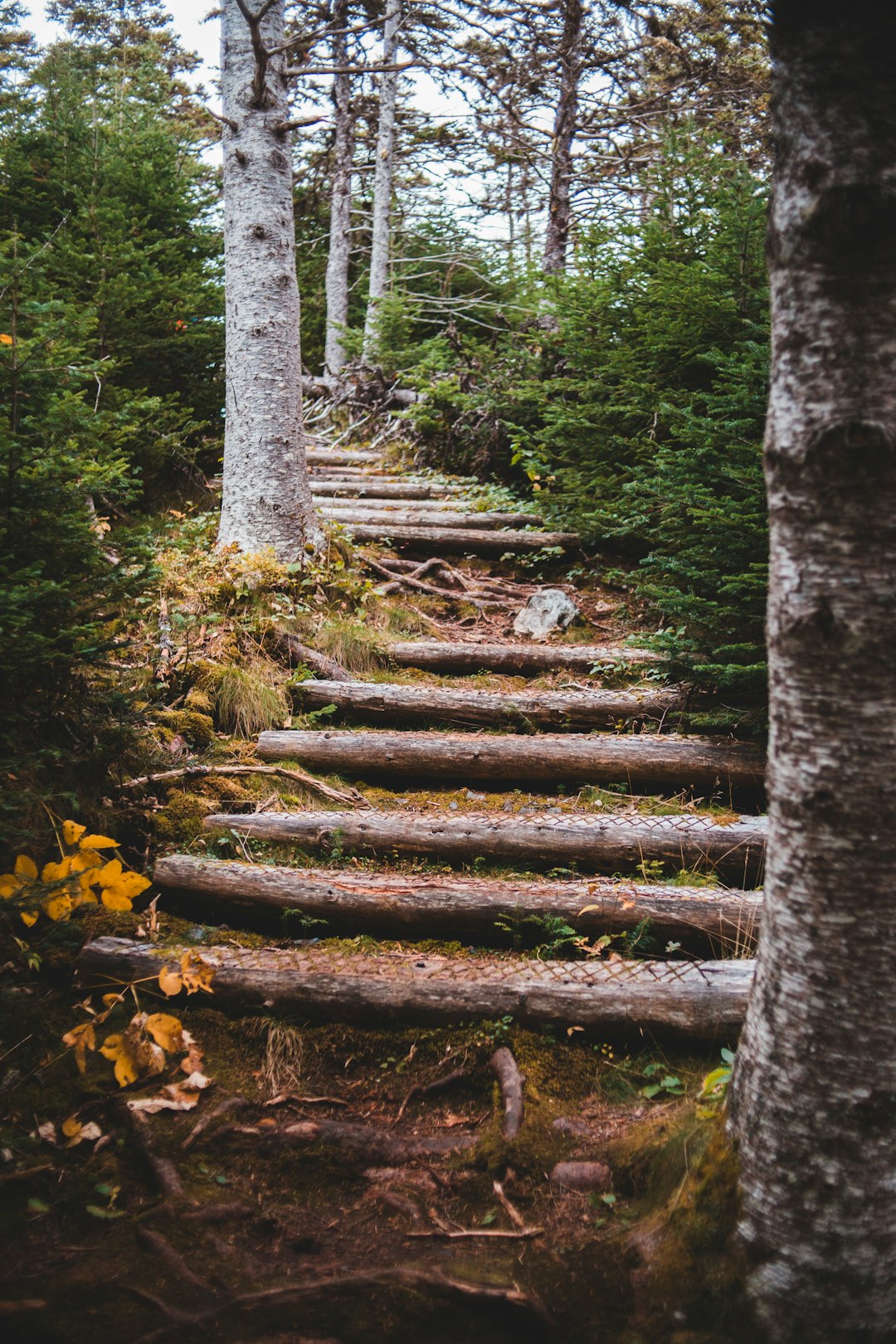 brown wooden stairs in forest during daytime