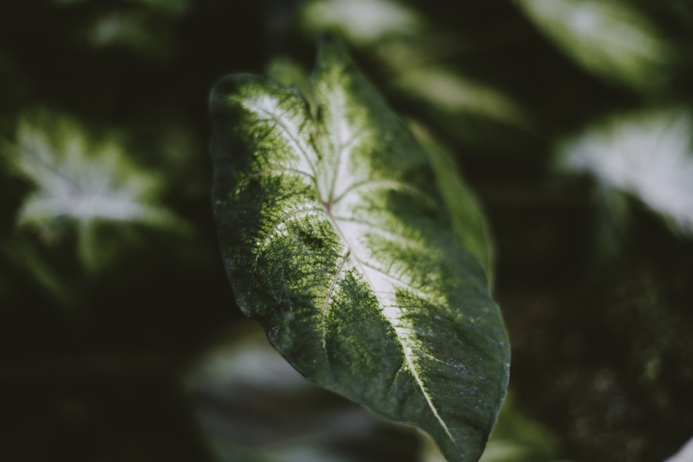 feuille verte en gros plan