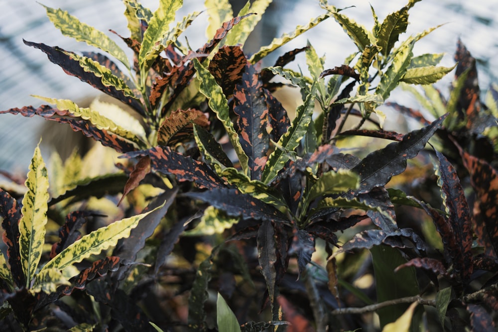 green and red plant during daytime