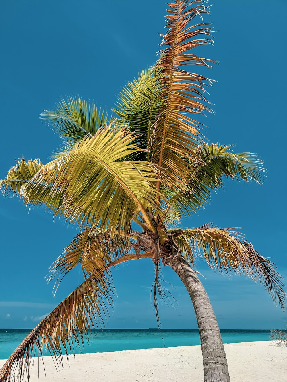 green palm tree near sea during daytime