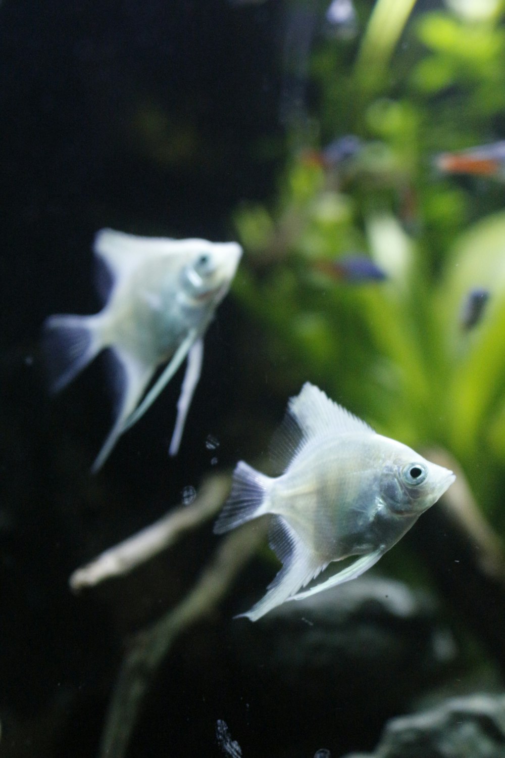 white and gray fish in water