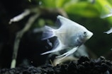 An elegant white fish swims gracefully in an aquarium setting. The fish exhibits long, flowing fins and a streamlined body, set against a backdrop of dark gravel and blurred green aquatic plants.