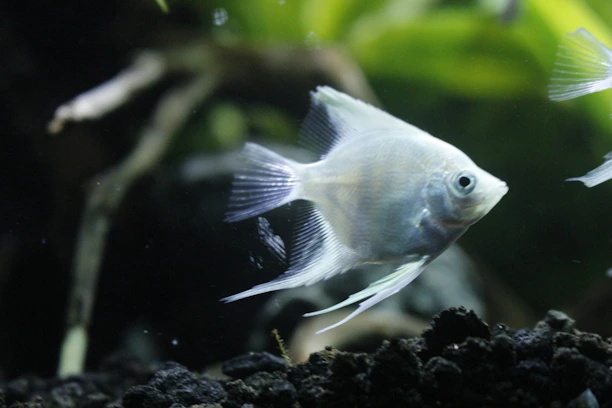 Elegant Arwana Platinum swimming gracefully in a premium black and gold themed tank.