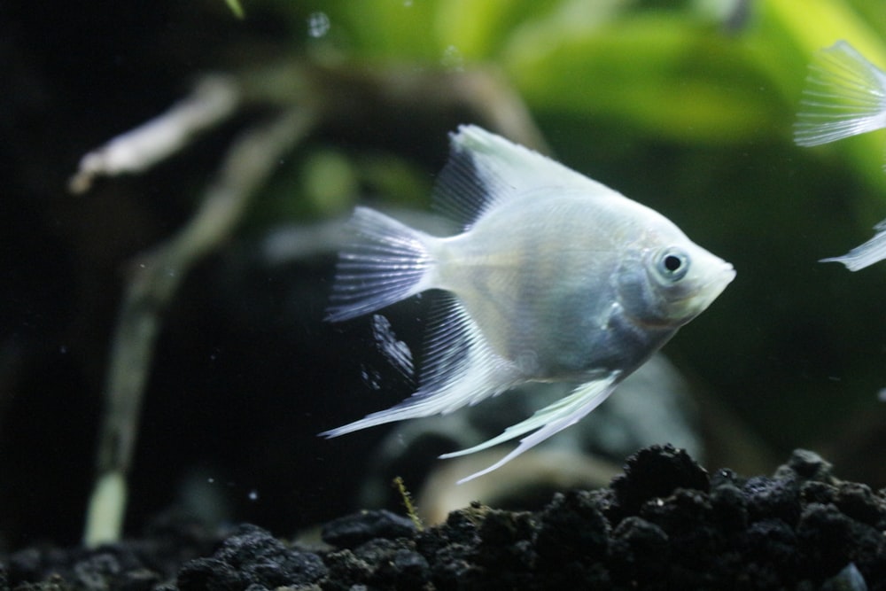 Blauer und weißer Fisch im Wasser