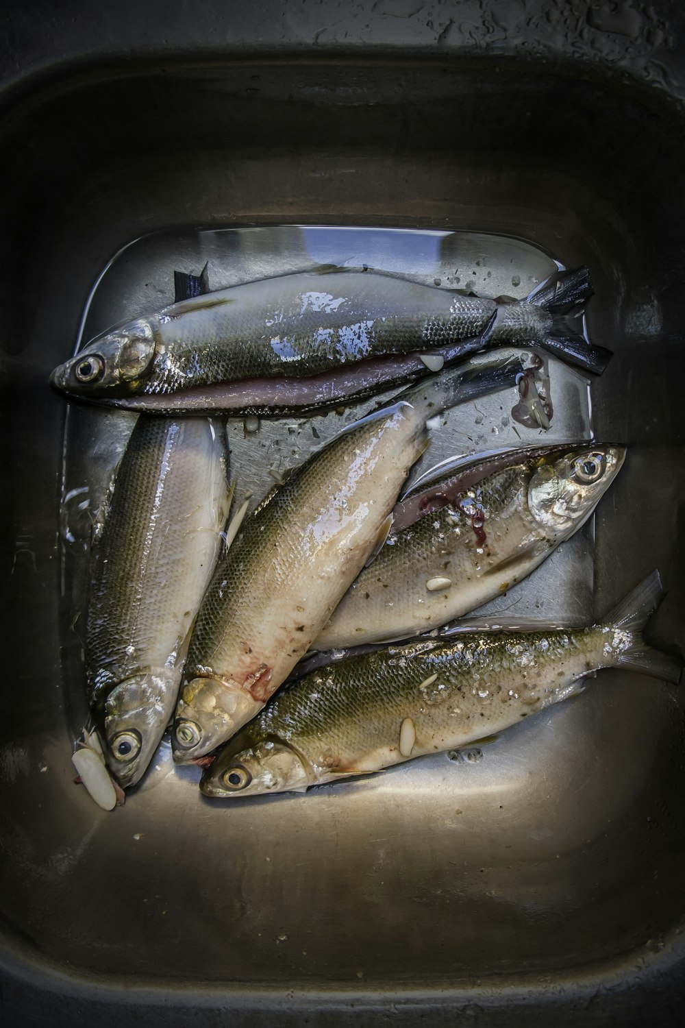 Silberner und roter Fisch auf schwarzer Oberfläche