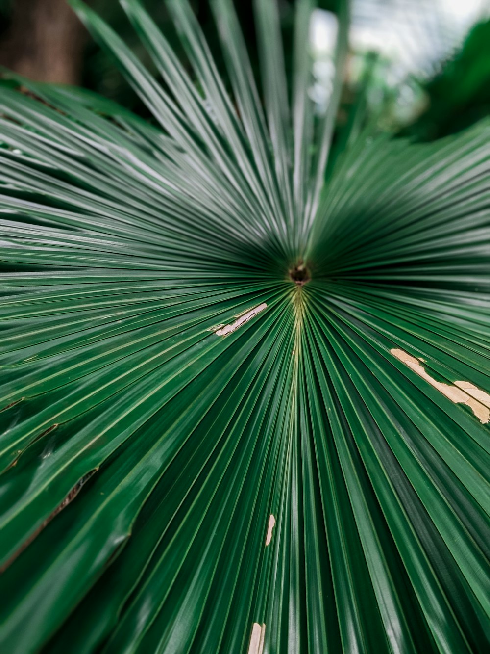 planta de hoja verde en fotografía de primer plano