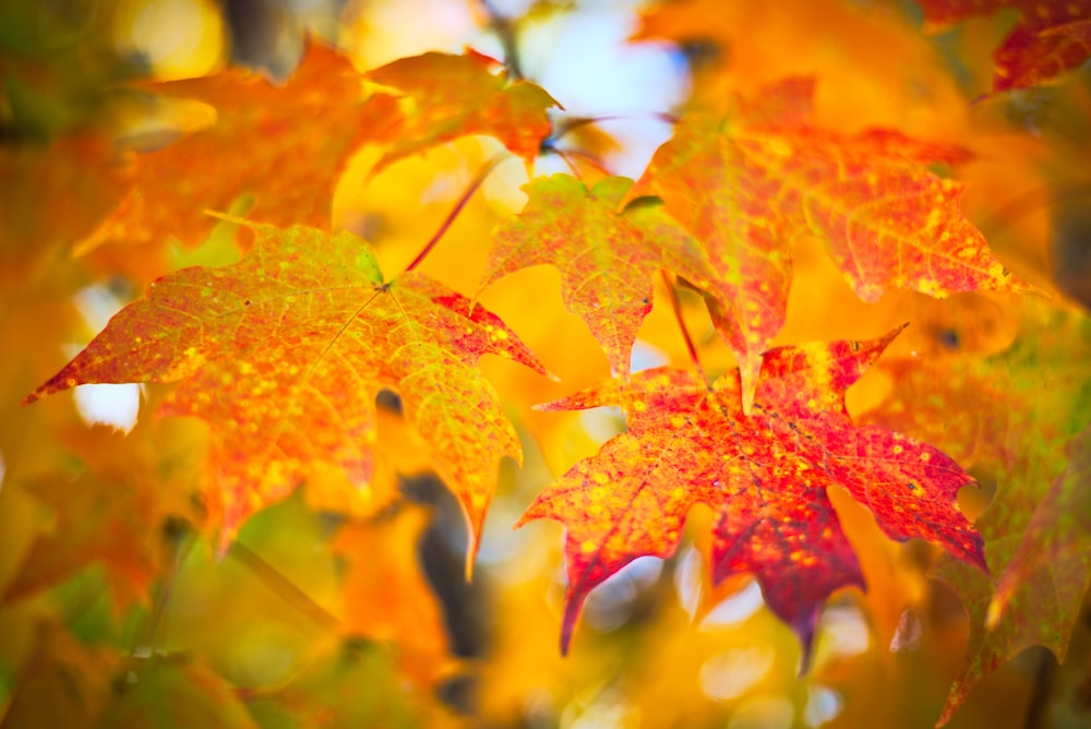 red and yellow maple leaves