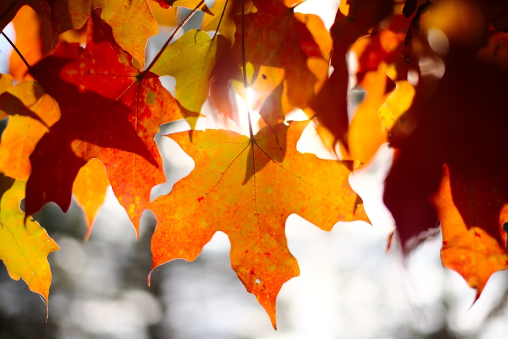 brown maple leaf in close up photography