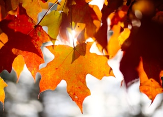 brown maple leaf in close up photography