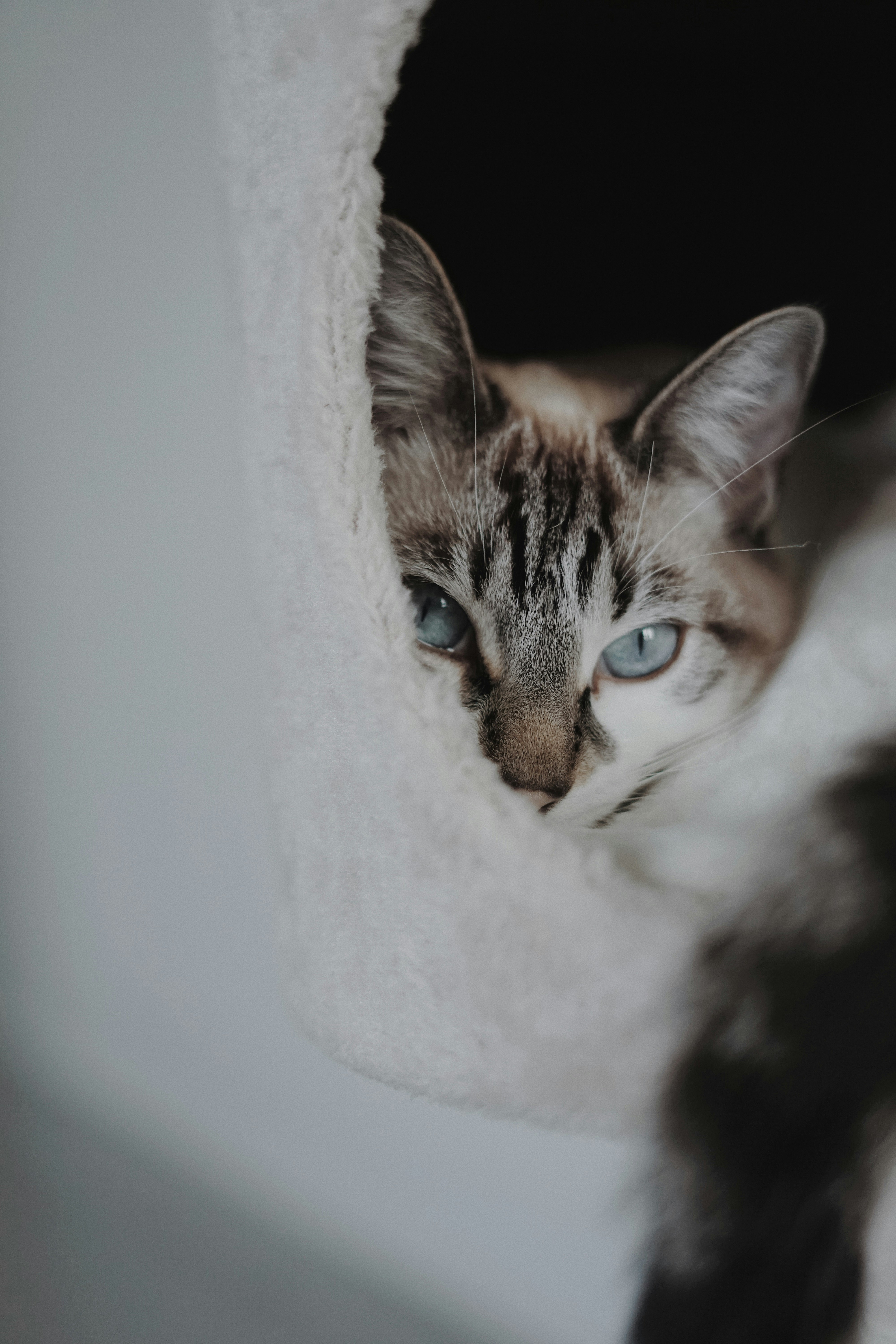 brown tabby cat on white textile