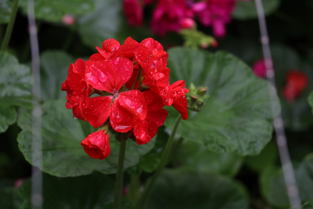 rote Blüte mit grünen Blättern