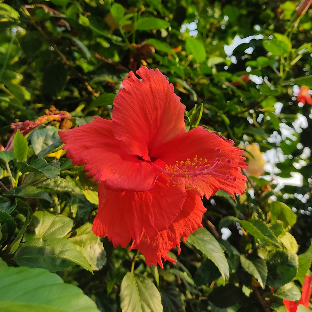 red hibiscus in bloom during daytime