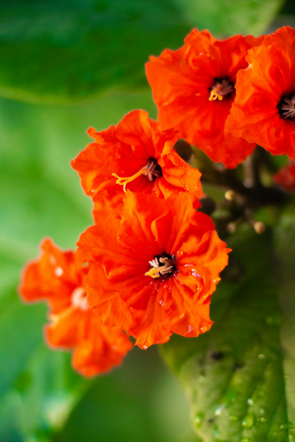 black and red ladybug on orange flower