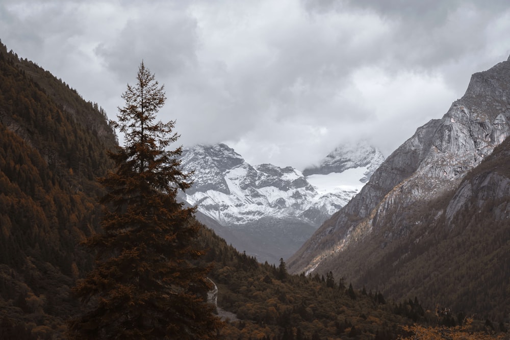 green trees near snow covered mountain during daytime