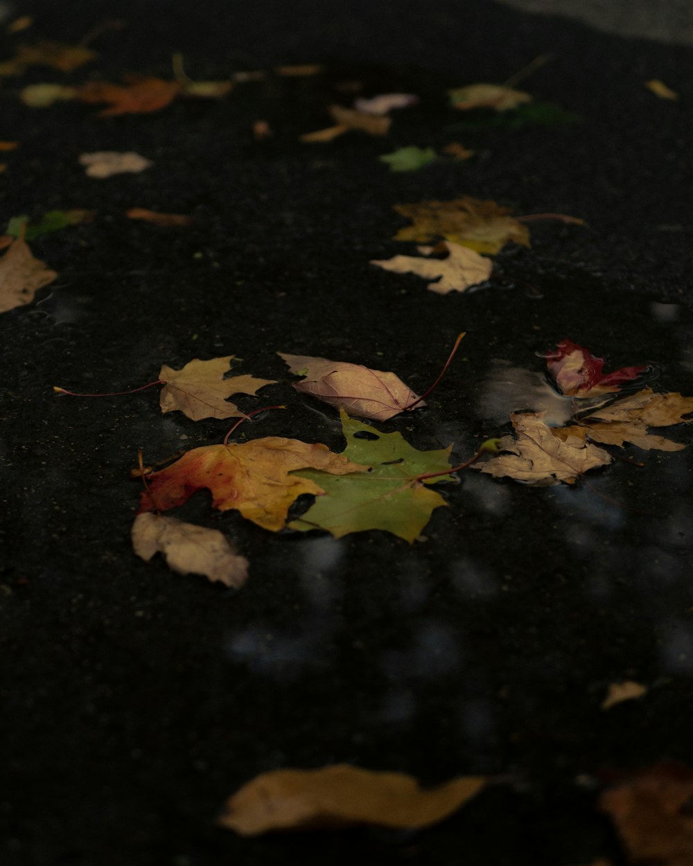 brown and green maple leaves on black concrete floor