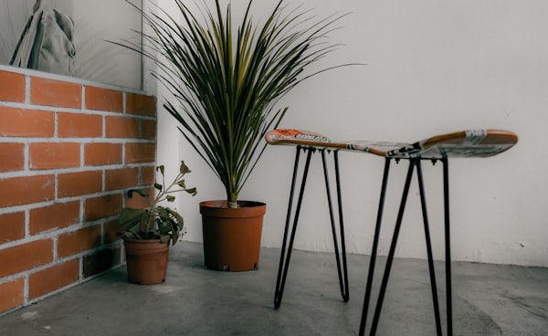 indoor plants let’s make room for nature