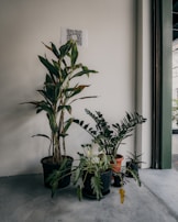 A group of potted plants is arranged against a plain wall indoors. The plants vary in size and type, with lush green leaves and distinct forms. A QR code is affixed to the wall above the plants. Natural light filters in from the right, suggesting a nearby window.