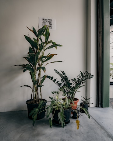 A group of potted plants is arranged against a plain wall indoors. The plants vary in size and type, with lush green leaves and distinct forms. A QR code is affixed to the wall above the plants. Natural light filters in from the right, suggesting a nearby window.
