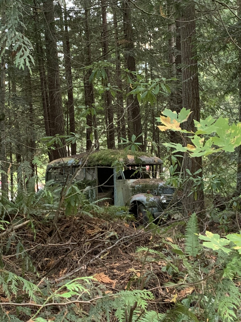 Auto blu nella foresta durante il giorno