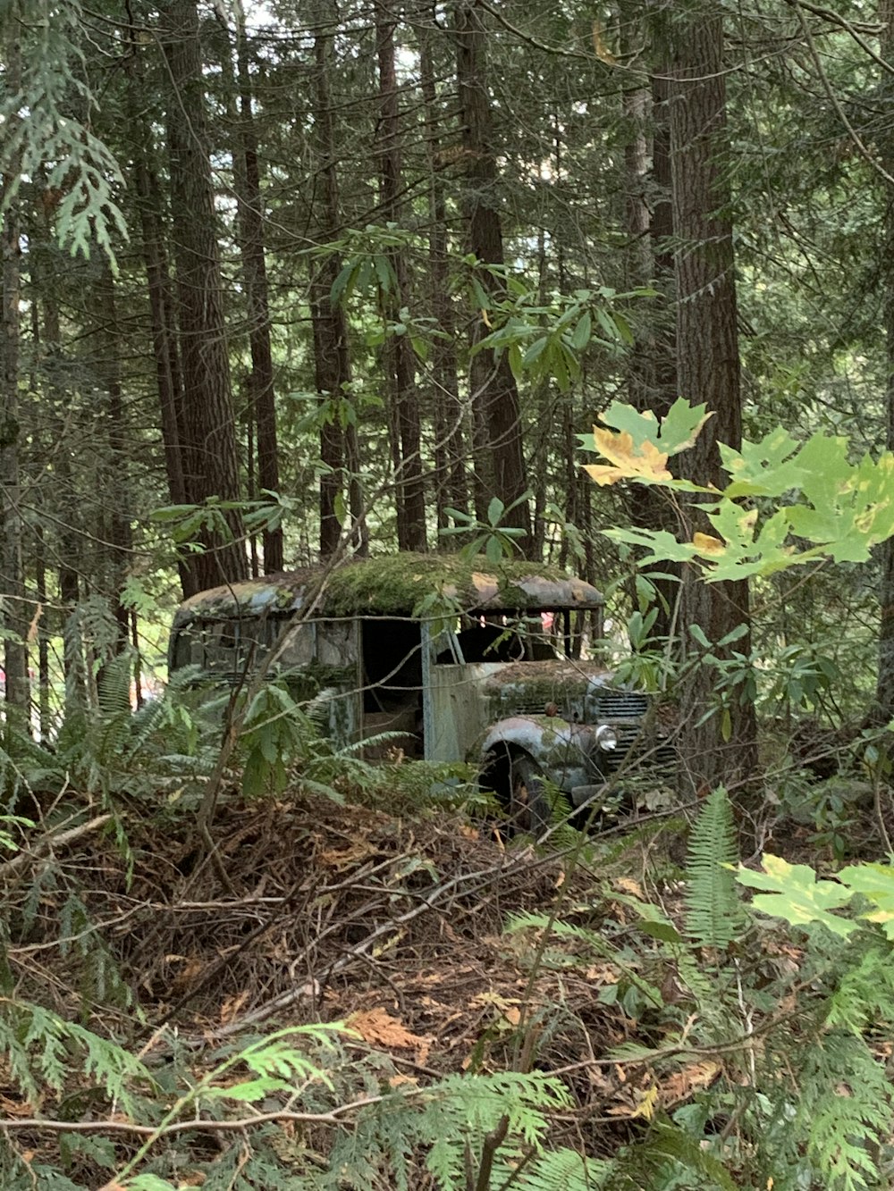 blue car in forest during daytime