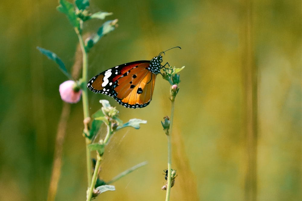 brown black and white butterfly perched on green plant