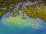 Aerial view of a lush green mangrove forest meeting a body of water. The dense foliage contrasts with the vibrant hues of the water, creating a serene natural scene.
