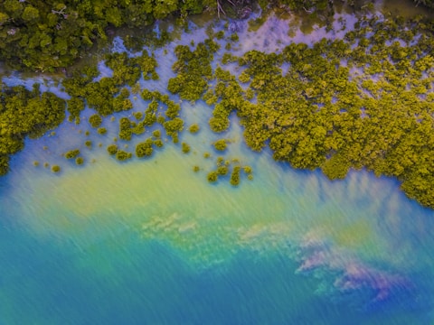 Aerial view of a lush green mangrove forest meeting a body of water. The dense foliage contrasts with the vibrant hues of the water, creating a serene natural scene.