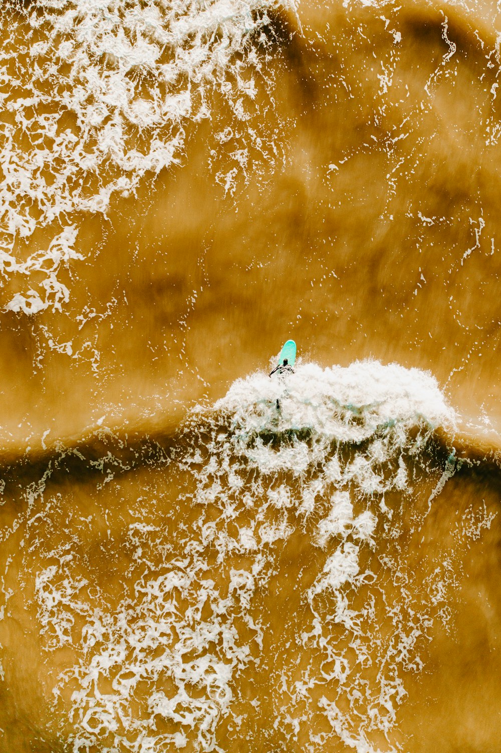 oiseau bleu sur éclaboussure d’eau