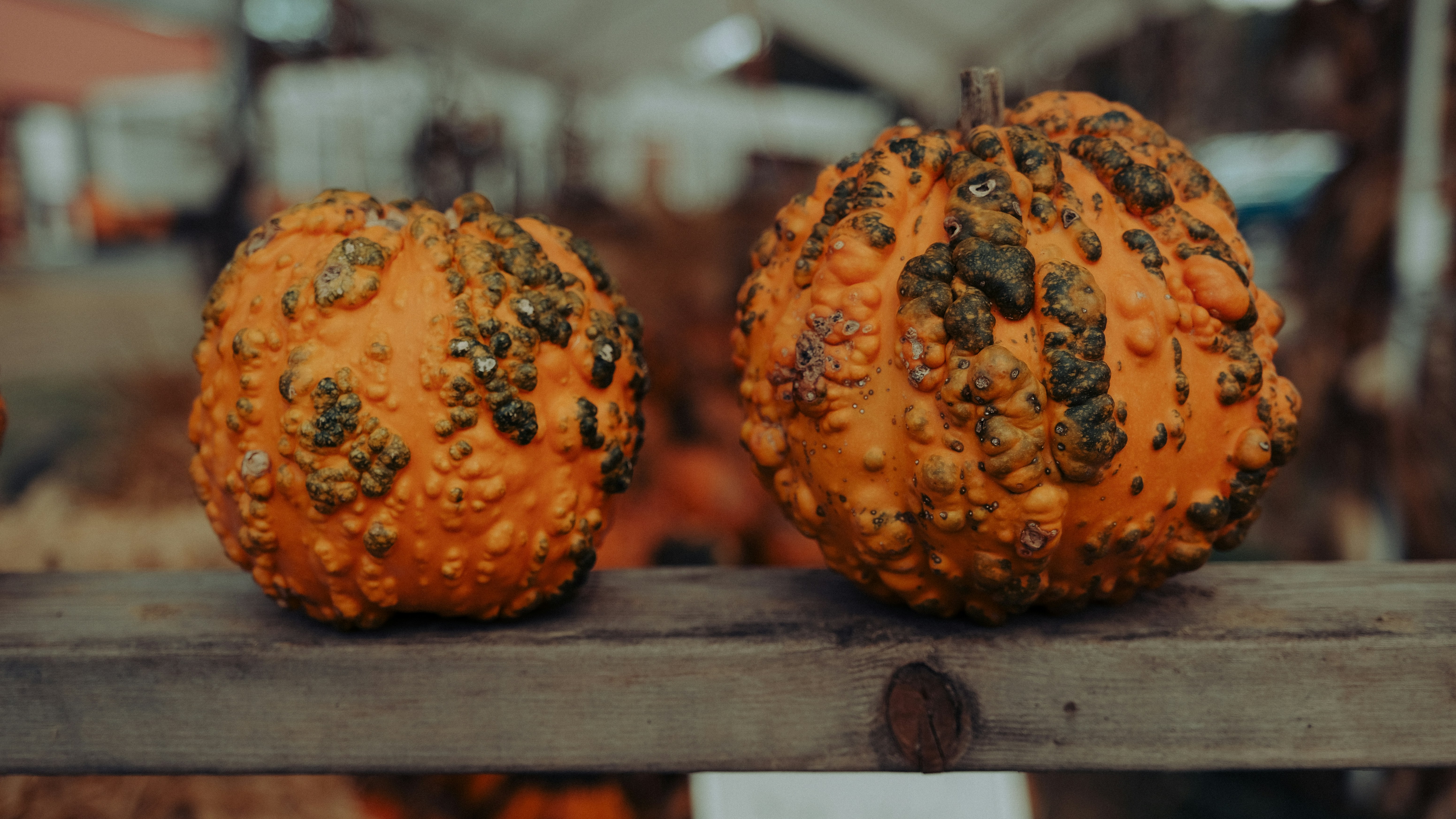 orange and black pumpkin on brown wooden table