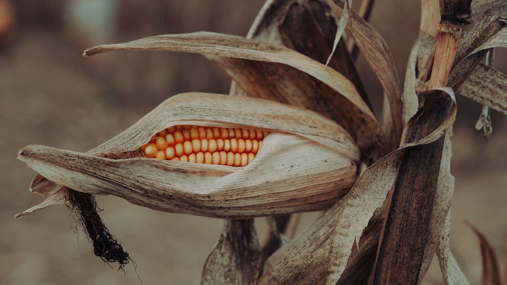 yellow corn on brown wheat