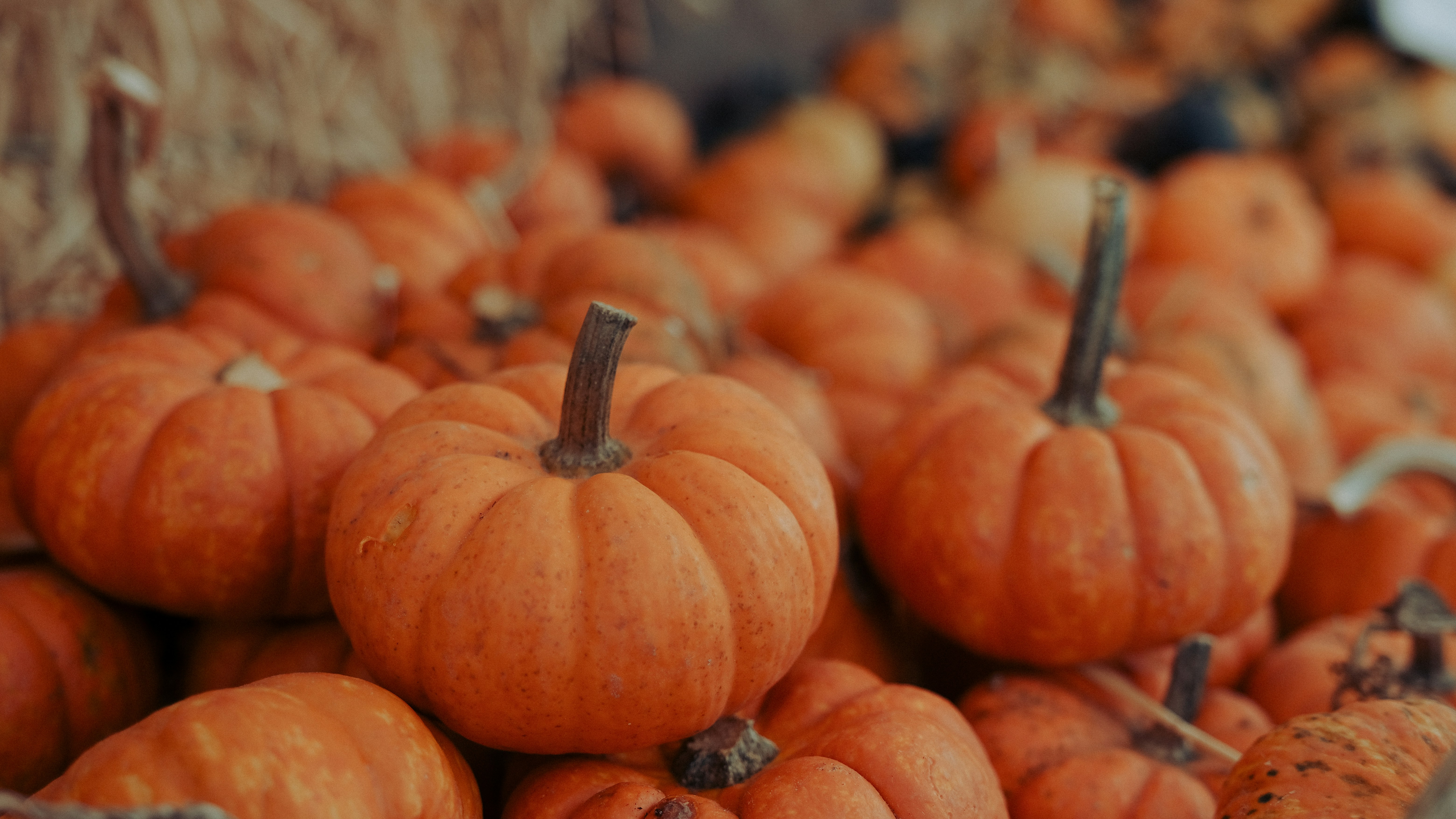 orange-pumpkins-on-brown-soil