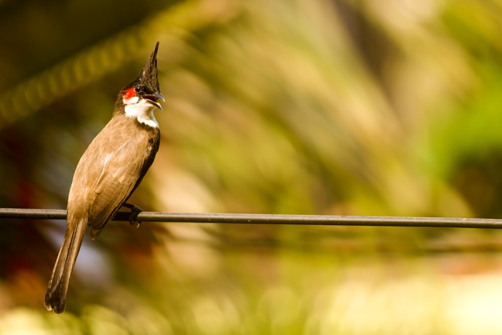 brown and black bird on black wire