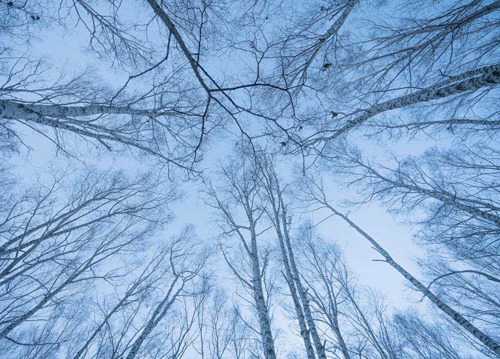 brown bare trees under blue sky during daytime