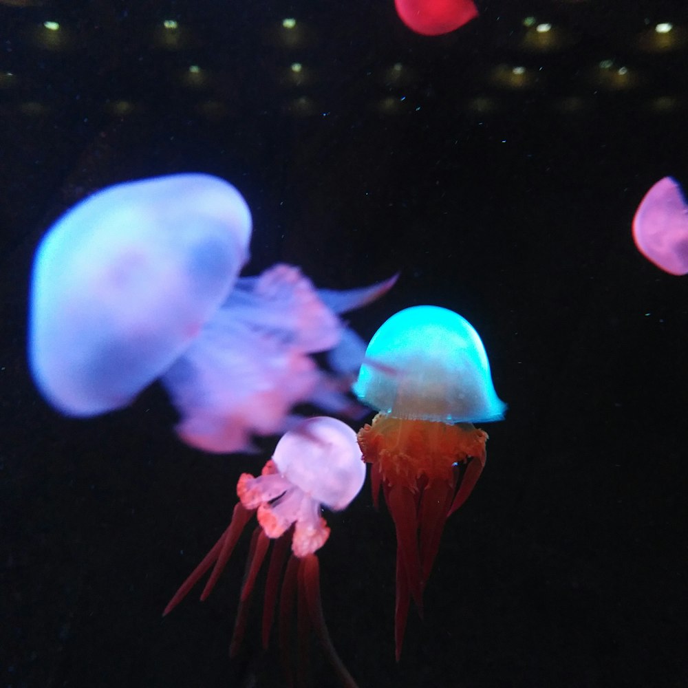 pink jellyfish in water with blue lights