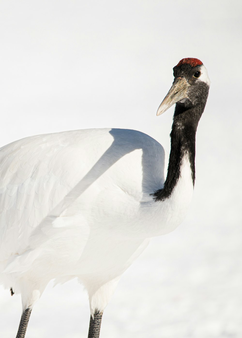 white and black bird on snow covered ground