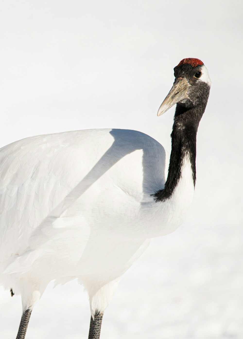 uccello bianco e nero su terreno coperto di neve