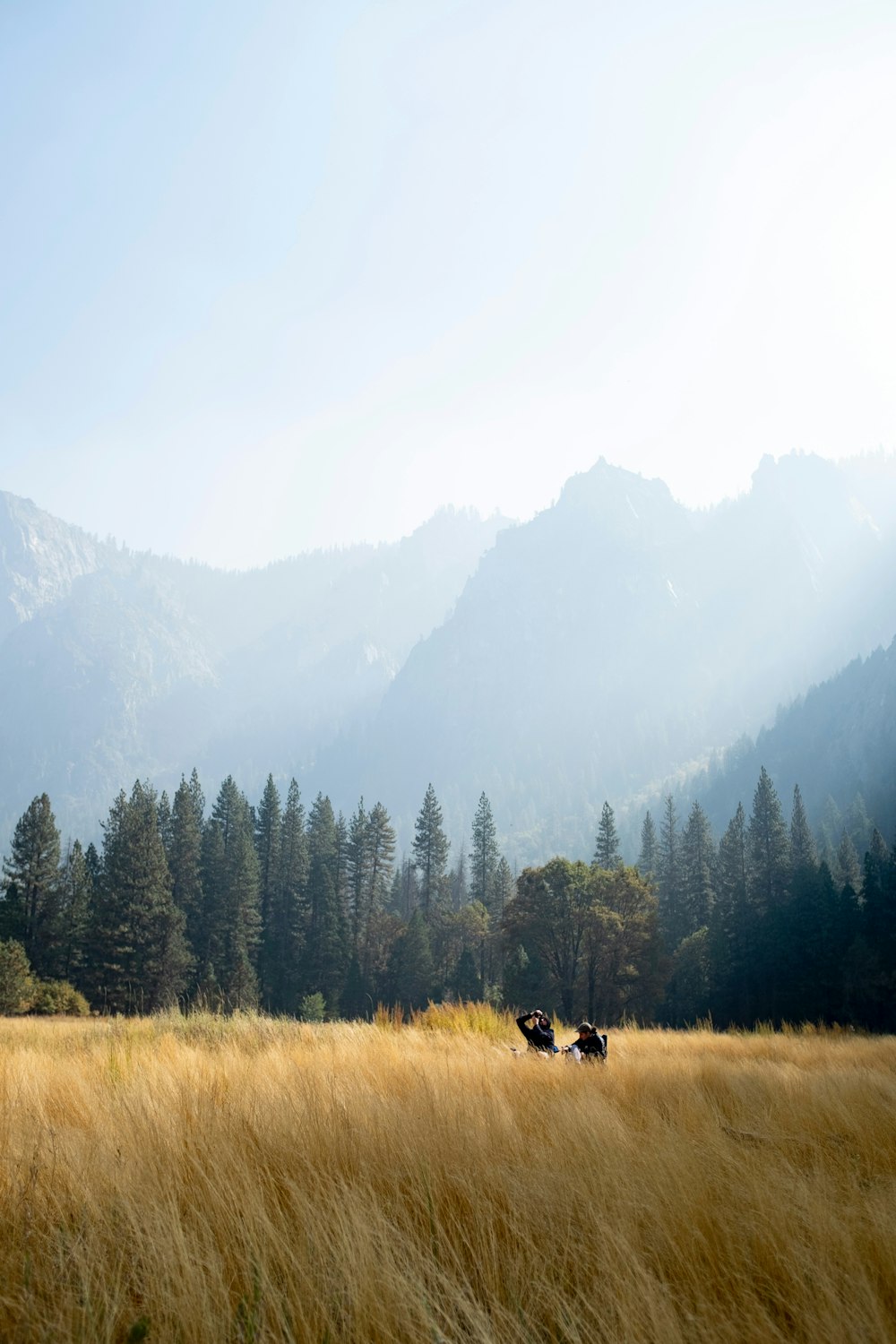 green pine trees on brown grass field during daytime